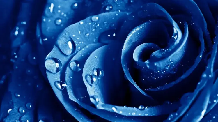 Aesthetic Neon Blue of Rose with Water Droplets