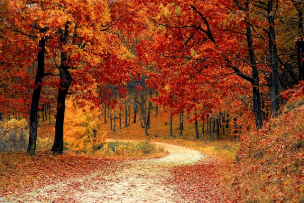 Scenic road of fall season