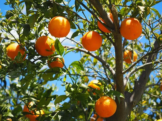 Orange tree on a sunny day