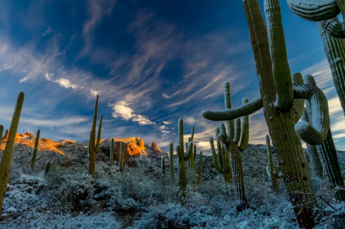 Cactus On the desert